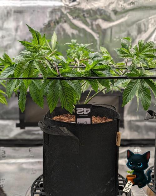 FEM 9 Photo Tester - Catlife420. Week 6 - 12-2
Day 39