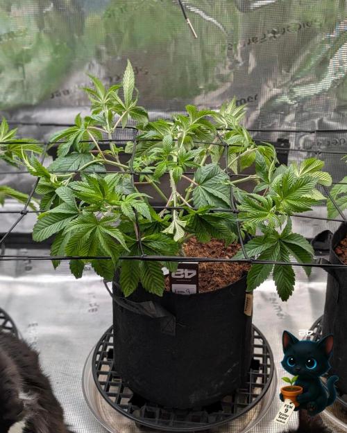 FEM 9 Photo Tester - Catlife420. Week 6 - 12-2
Day 39