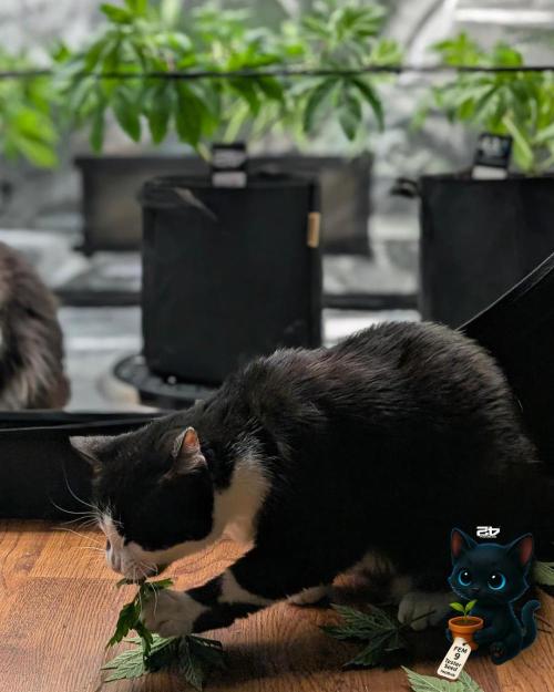 FEM 9 Photo Tester - Catlife420. Week 6 - 12-2
Day 39
Luna