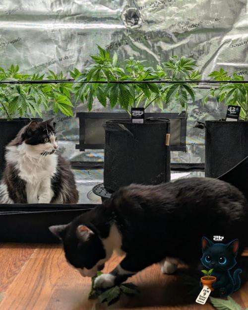 FEM 9 Photo Tester - Catlife420. Week 6 - 12-2
Day 39
Luna and Lana