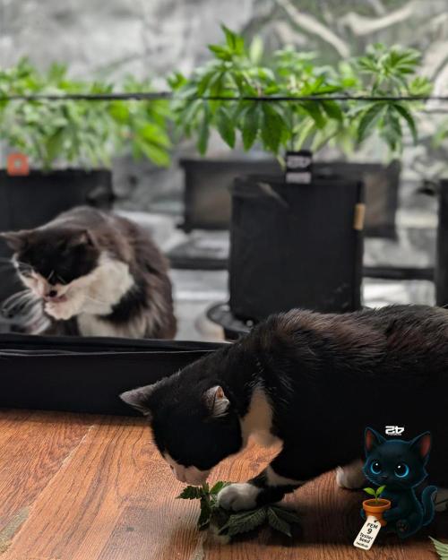 FEM 9 Photo Tester - Catlife420. Week 6 - 12-2
Day 39
Luna and Lana