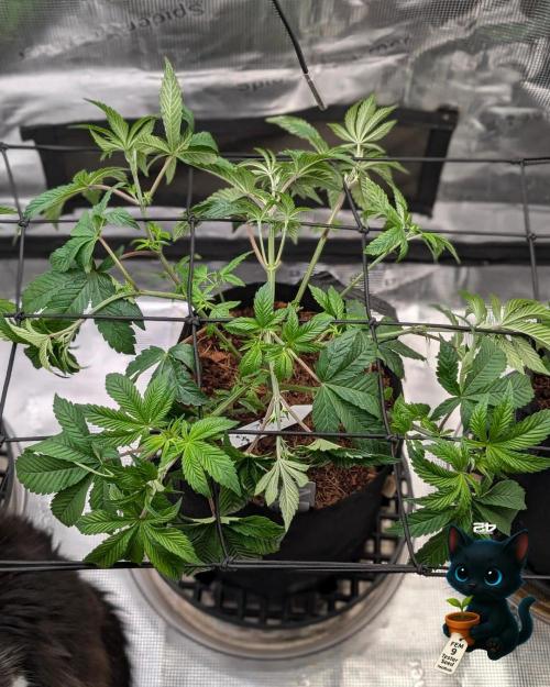 FEM 9 Photo Tester - Catlife420. Week 6 - 12-2
Day 39