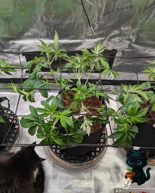 FEM 9 Photo Tester - Catlife420. Week 6 - 12-2
Day 39