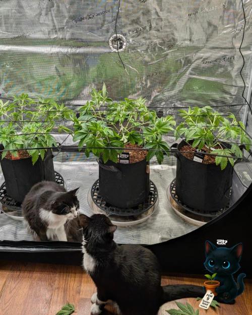 FEM 9 Photo Tester - Catlife420. Week 6 - 12-2
Day 39
Luna and Lana