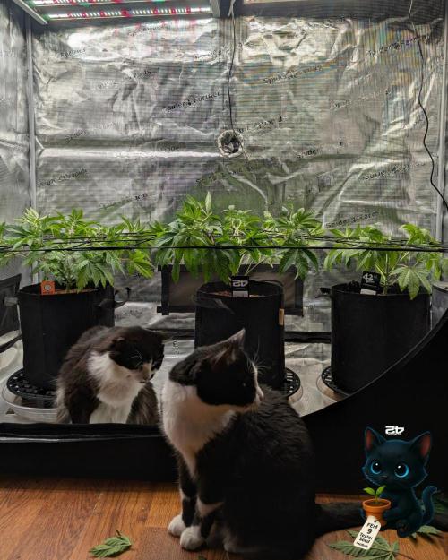 FEM 9 Photo Tester - Catlife420. Week 6 - 12-2
Day 39
Luna and Lana