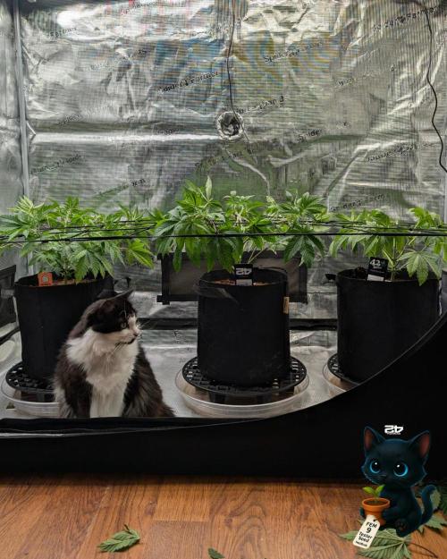 FEM 9 Photo Tester - Catlife420. Week 6 - 12-2
Day 39
Lana