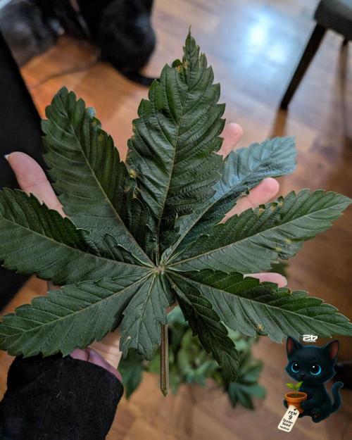 FEM 9 Photo Tester - Catlife420. Week 6 - 12-2
Day 39