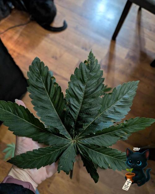 FEM 9 Photo Tester - Catlife420. Week 6 - 12-2
Day 39