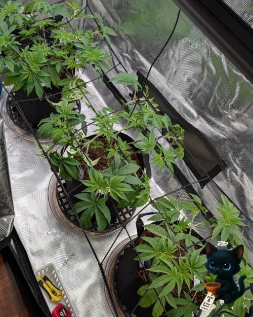 FEM 9 Photo Tester - Catlife420. Week 6 - 12-2
Day 39
