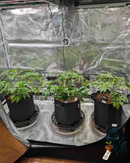 FEM 9 Photo Tester - Catlife420. Week 6 - 12-2
Day 39