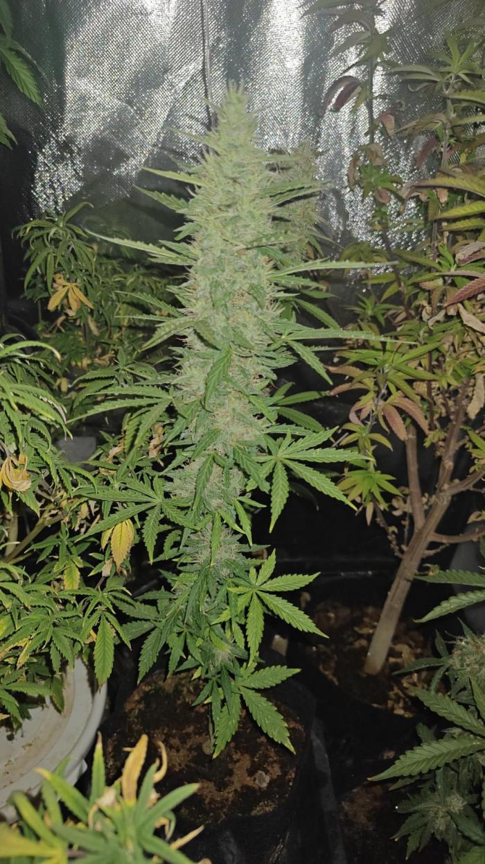 Freaky stuff. Week 9