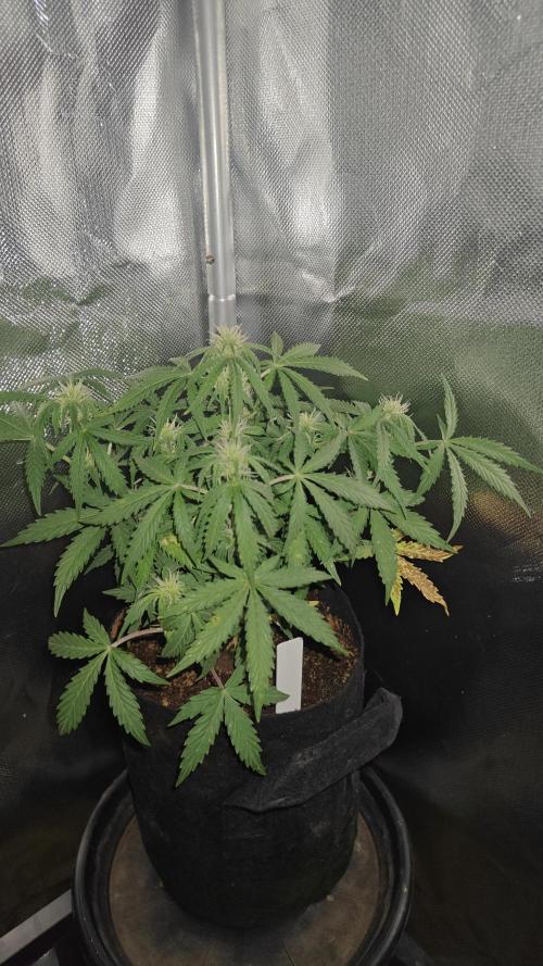 2Freaky2Stuff. Week 6 - F1