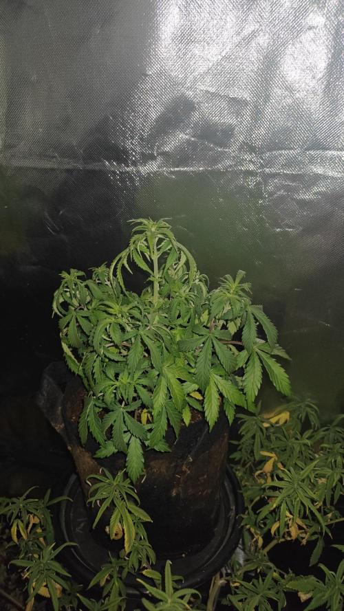 2Freaky2Stuff. Week 6 - F2