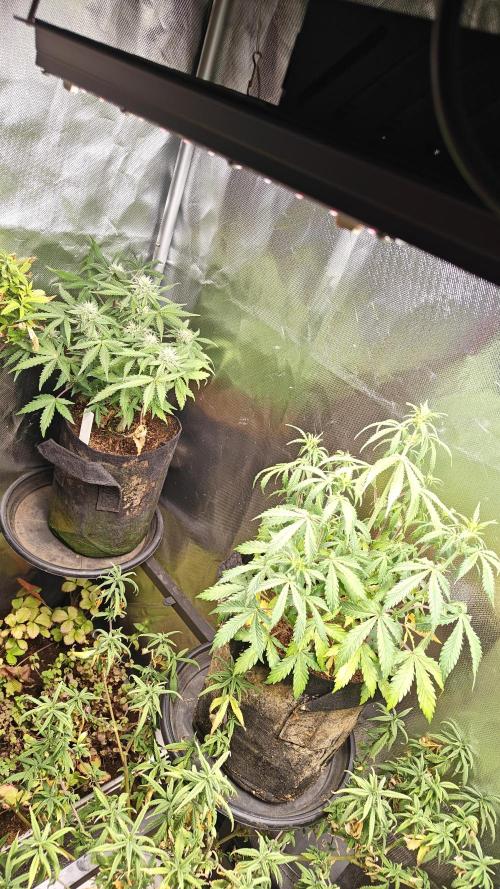 2Freaky2Stuff. Week 7 - happy girls 