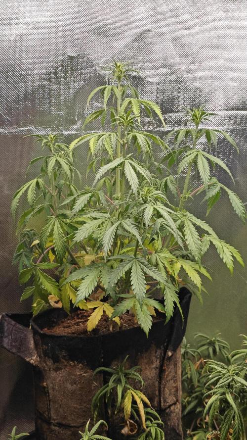 2Freaky2Stuff. Week 7 - F2