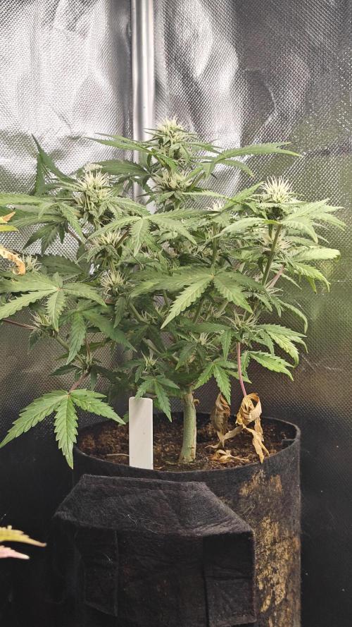 2Freaky2Stuff. Week 7 - F1