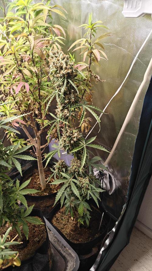 The new generation. Week 16 - Mpby dick w15d7