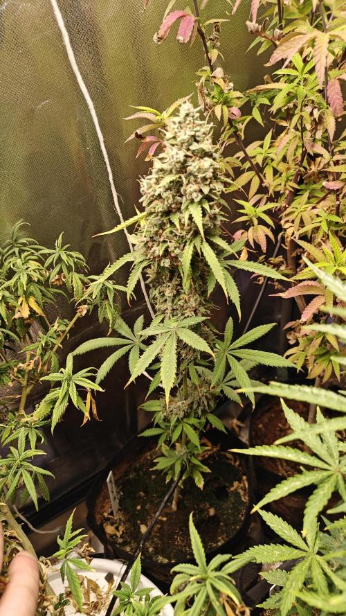 The new generation. Week 16 - Gorilla w15d7