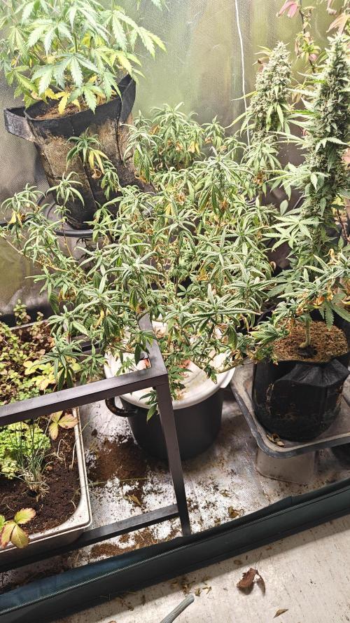 Tabletop buddha. Week 16