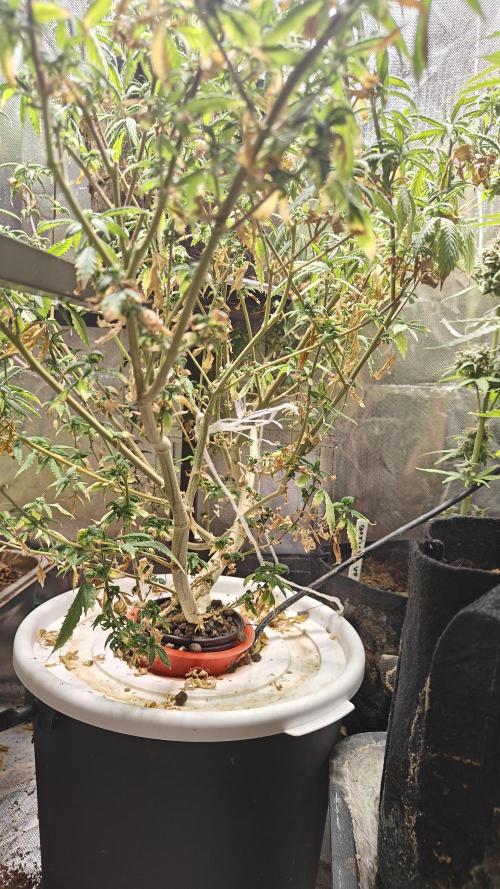 Tabletop buddha. Week 16