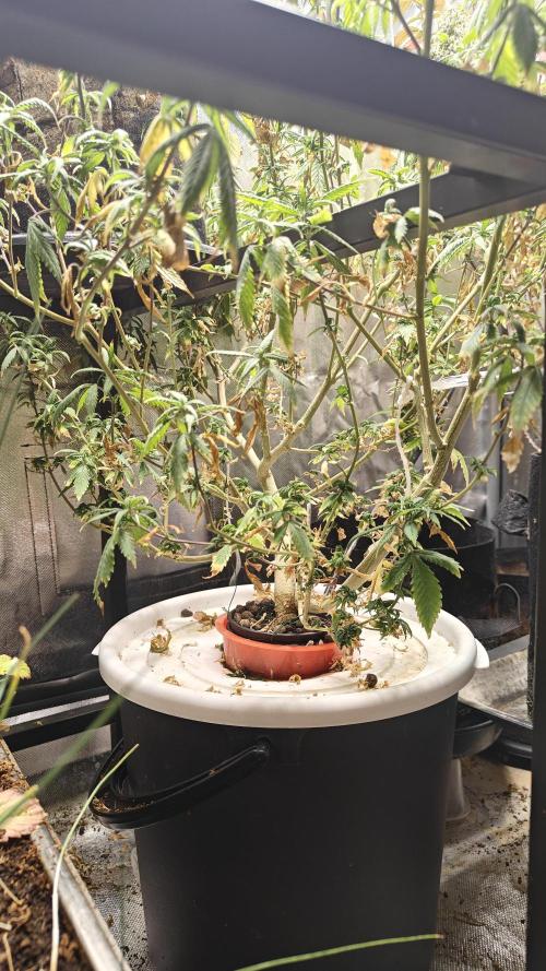 Tabletop buddha. Week 16