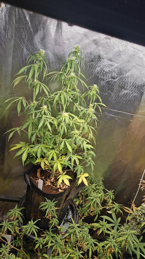 2Freaky2Stuff. Week 8 - F2 is getting tall and bushy