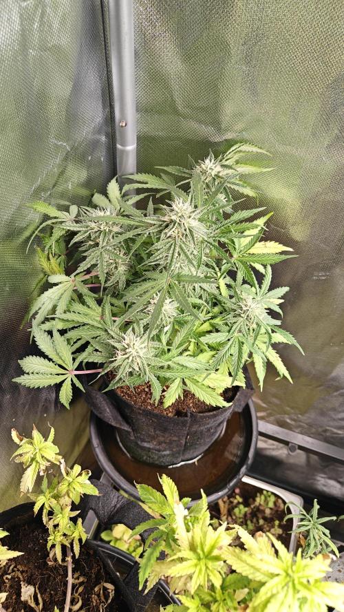 2Freaky2Stuff. Week 8 - F1 short and heavy