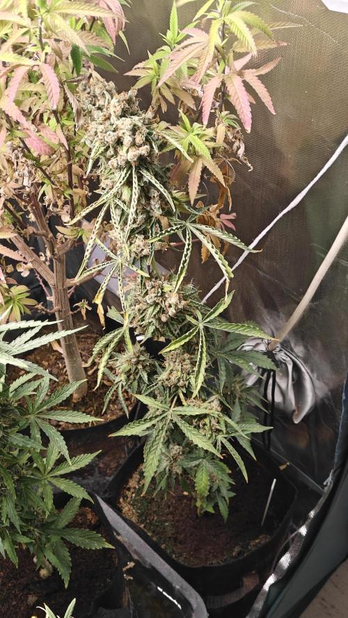 The new generation. Week 17 - W17D7 Moby Dick