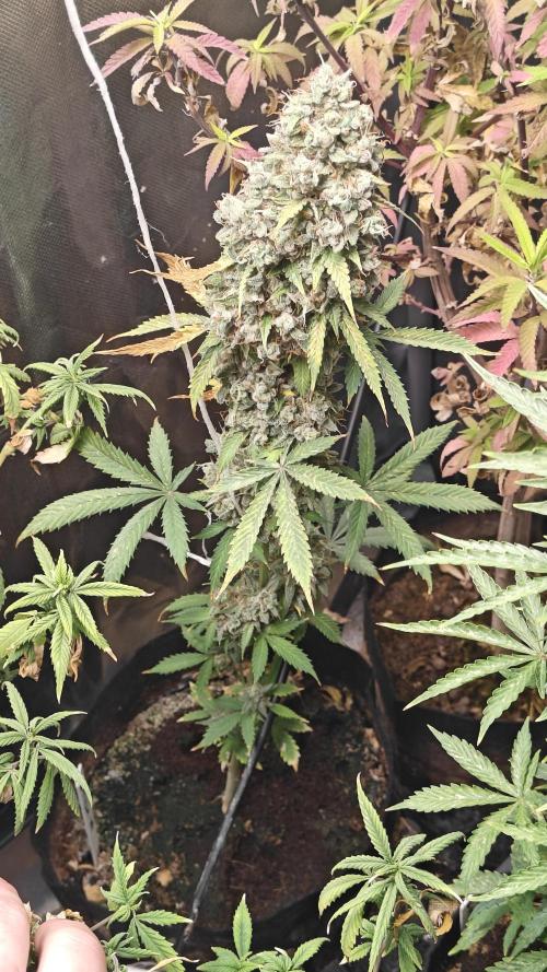 The new generation. Week 17 - W17D7 Gorilla