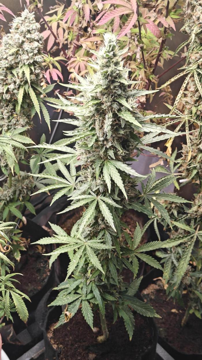 Freaky stuff. Week 11 - F3 one single collar full of bud