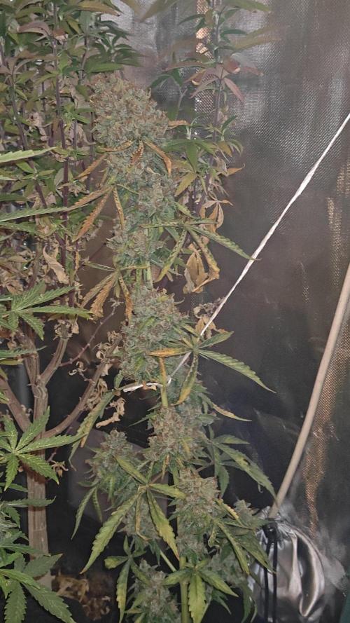 The new generation. Week 18 - moby 