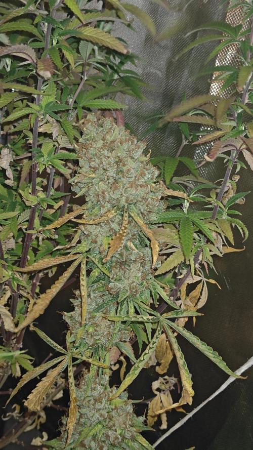 The new generation. Week 18 - moby top