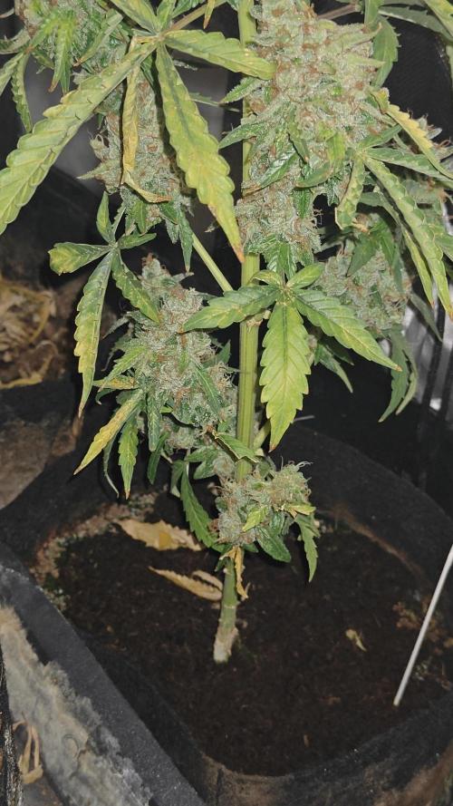 The new generation. Week 18 - gorilla