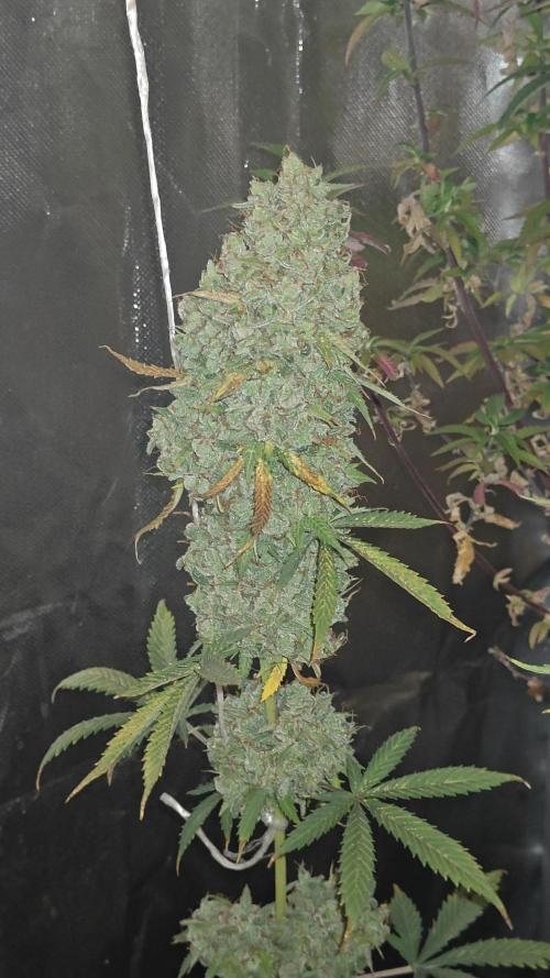 The new generation. Week 18 - gorilla top