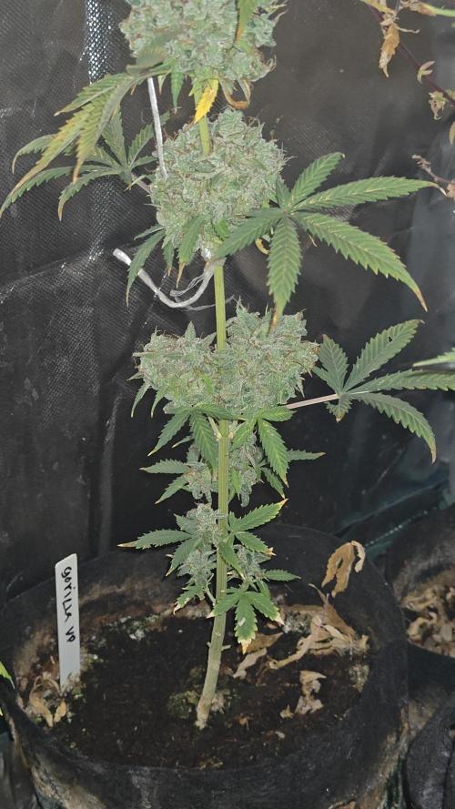 The new generation. Week 18 - gorilla