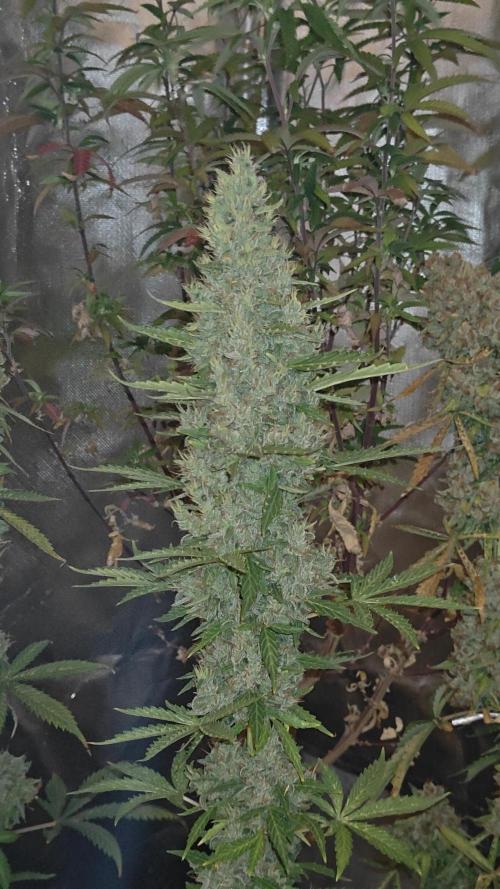 Freaky stuff. Week 12 - F3 top on week 5 of flowering 