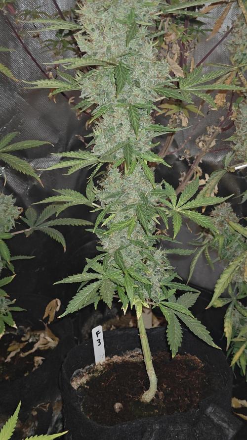 Freaky stuff. Week 12 - F3 bottom on week 5 of flowering