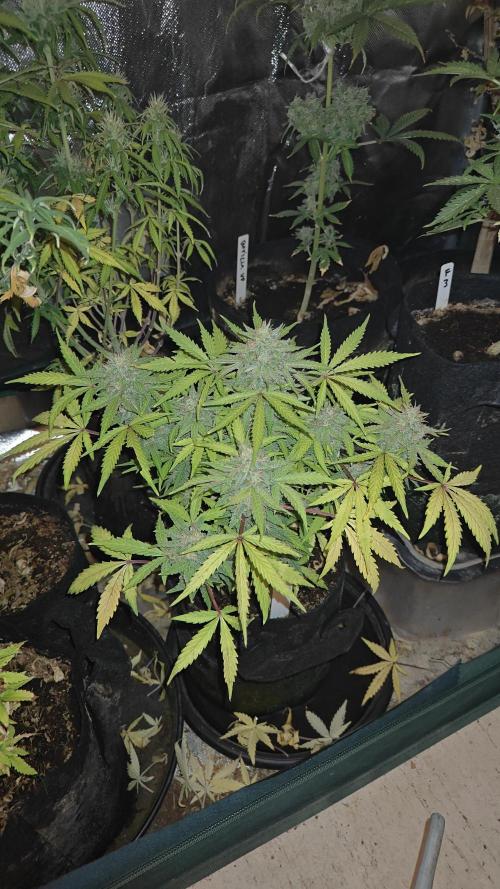 2Freaky2Stuff. Week 9 - F1 week 3 of flowering
