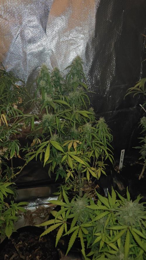 2Freaky2Stuff. Week 9 - F2 week 2 of flowering 