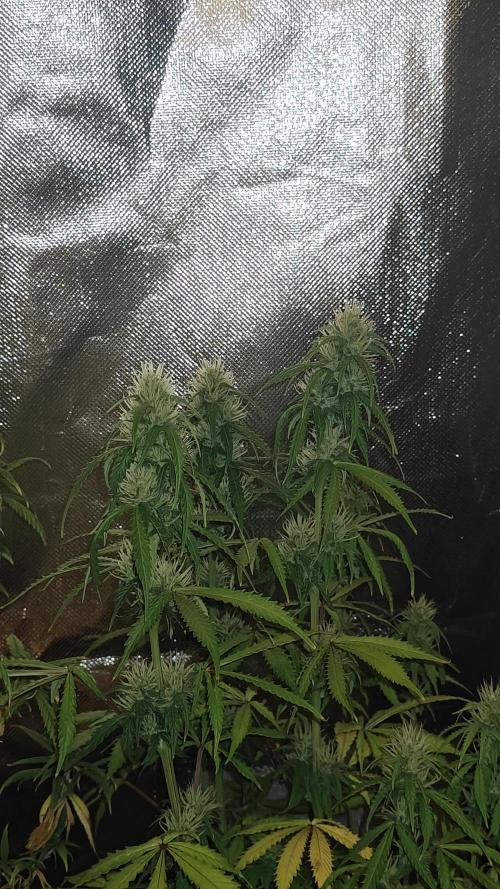 2Freaky2Stuff. Week 9 - F2 week 2 of flowering 