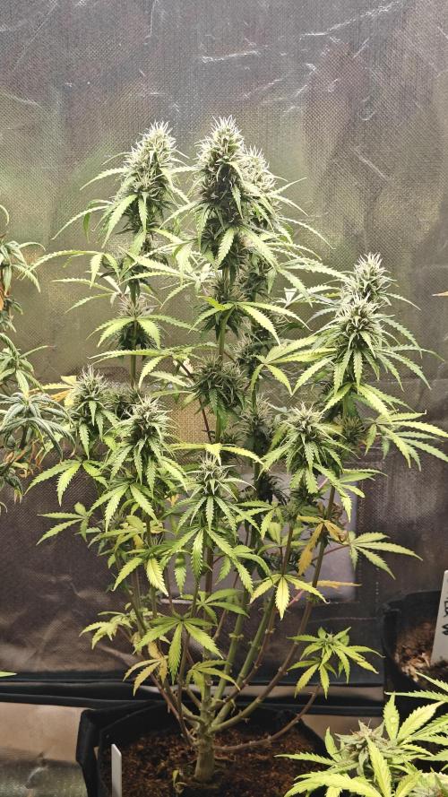 2Freaky2Stuff. Week 10