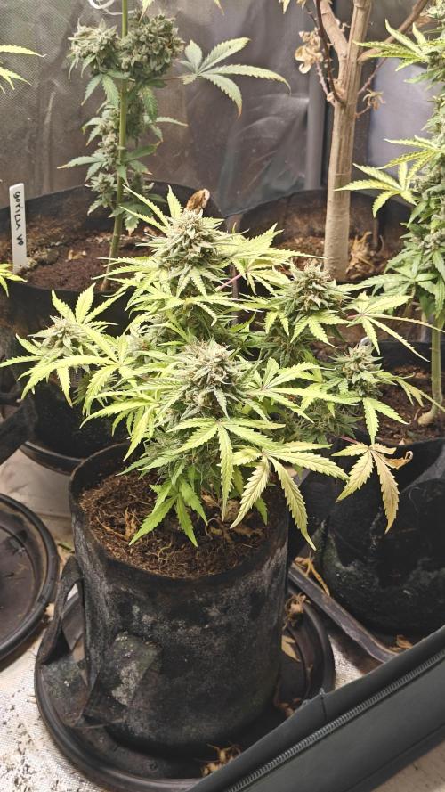 2Freaky2Stuff. Week 10