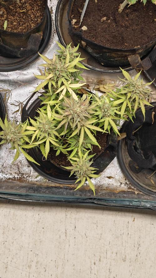 2Freaky2Stuff. Week 11