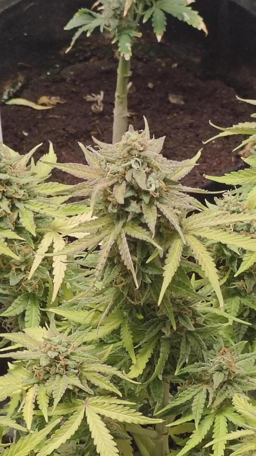 2Freaky2Stuff. Week 11