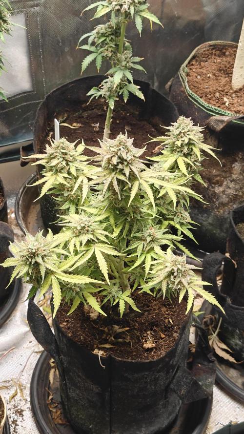 2Freaky2Stuff. Week 11