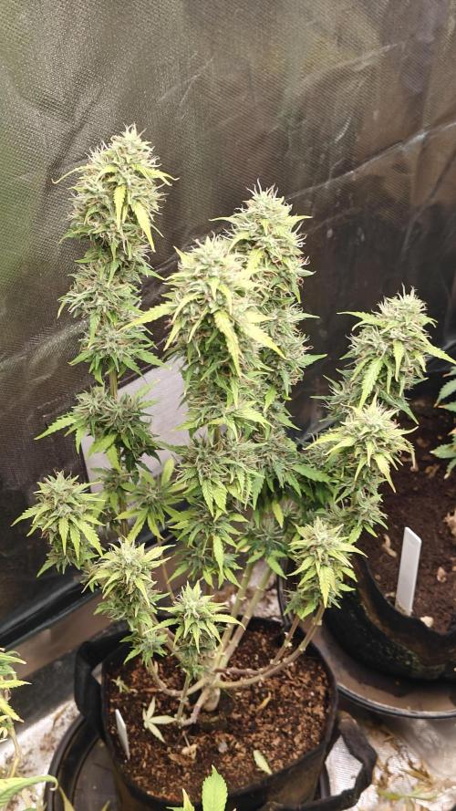 2Freaky2Stuff. Week 11