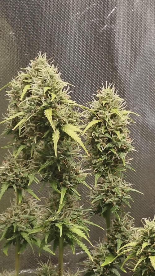 2Freaky2Stuff. Week 11