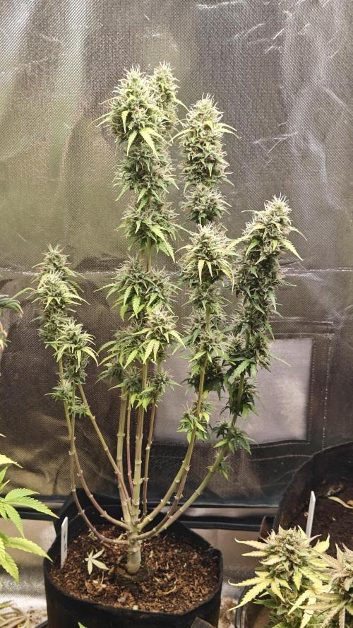 2Freaky2Stuff. Week 11