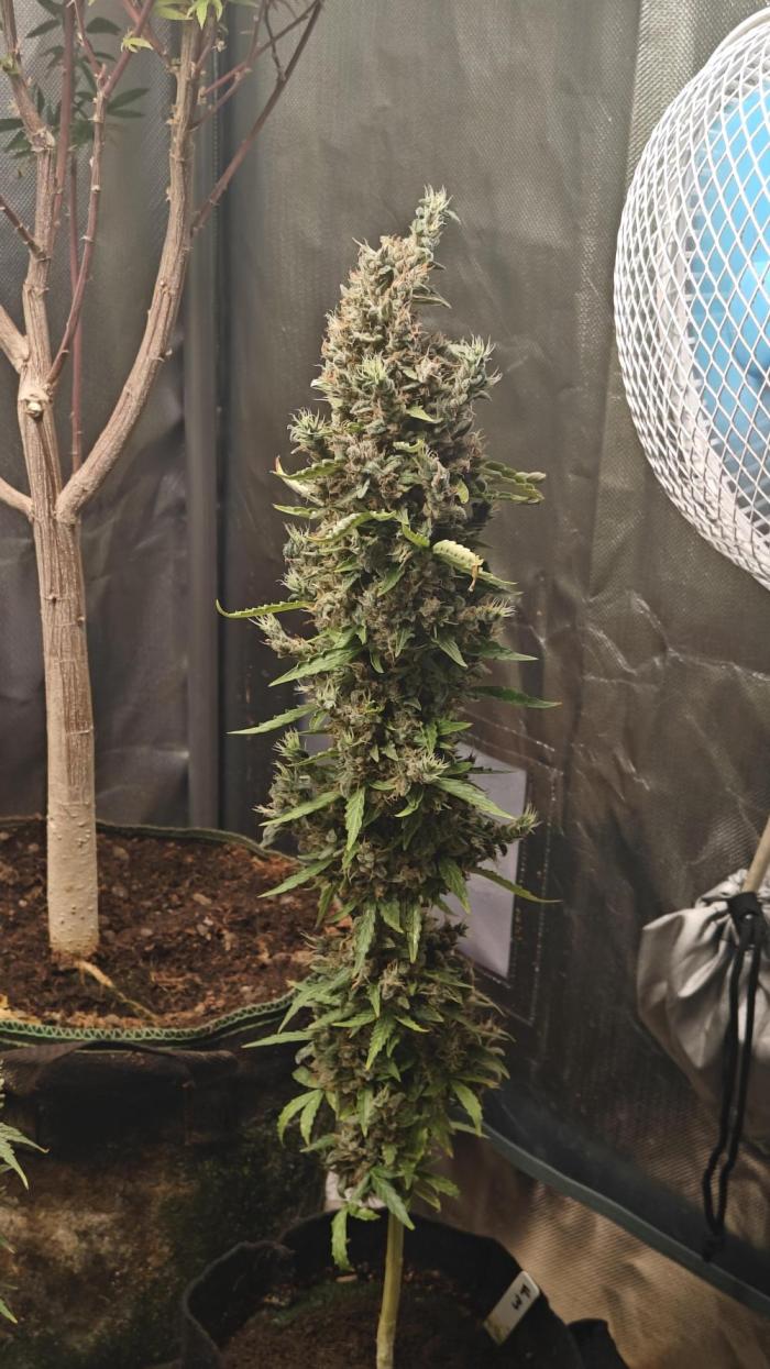 Freaky stuff. Week 15 - W15D1