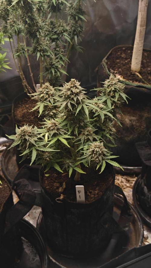 2Freaky2Stuff. Week 12 - W12